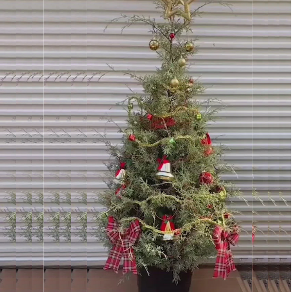 Murray Cypress Christmas Tree
