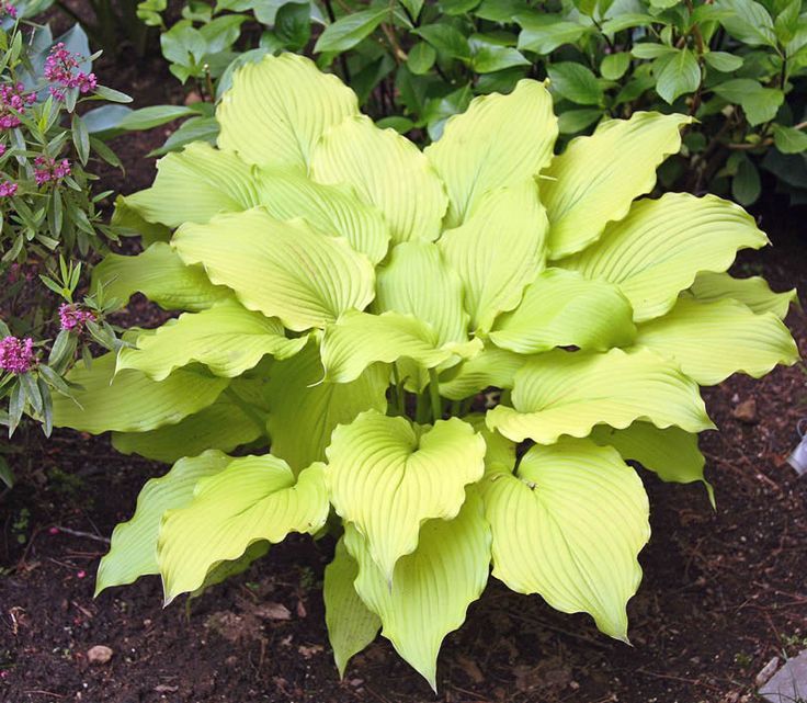 Hosta &