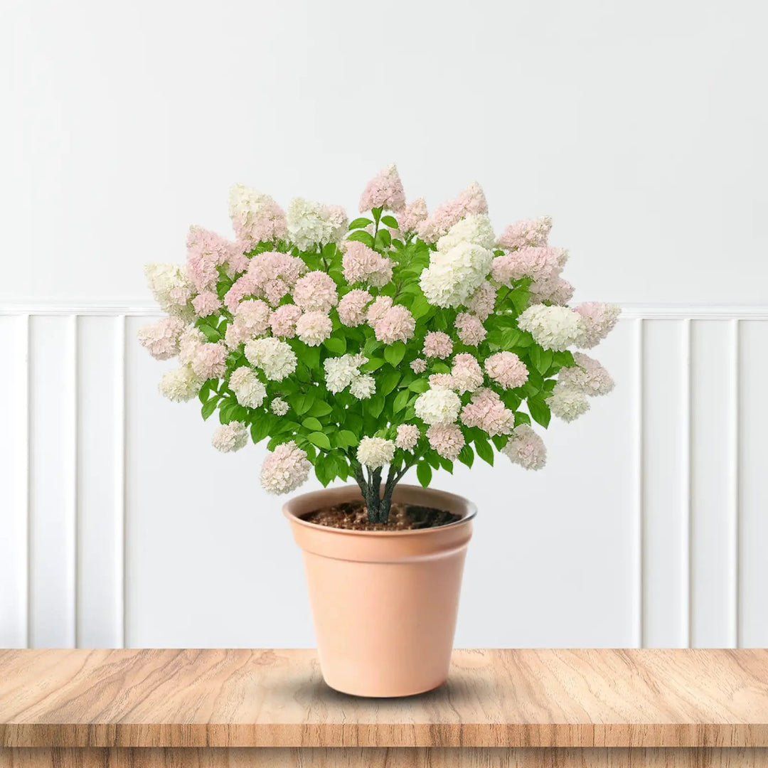 Pee Gee Hydrangea