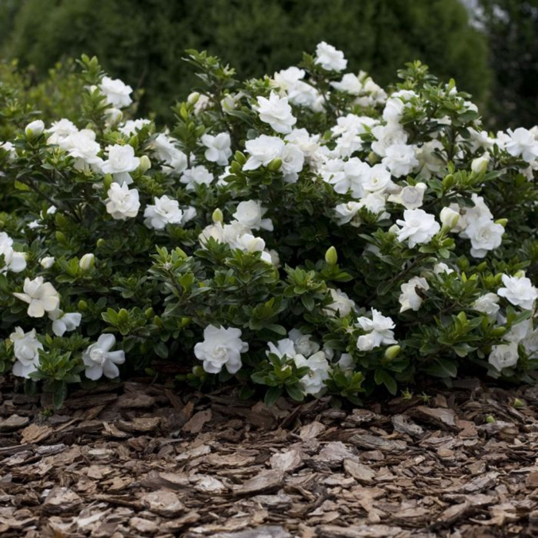 Crown Jewel Gardenia