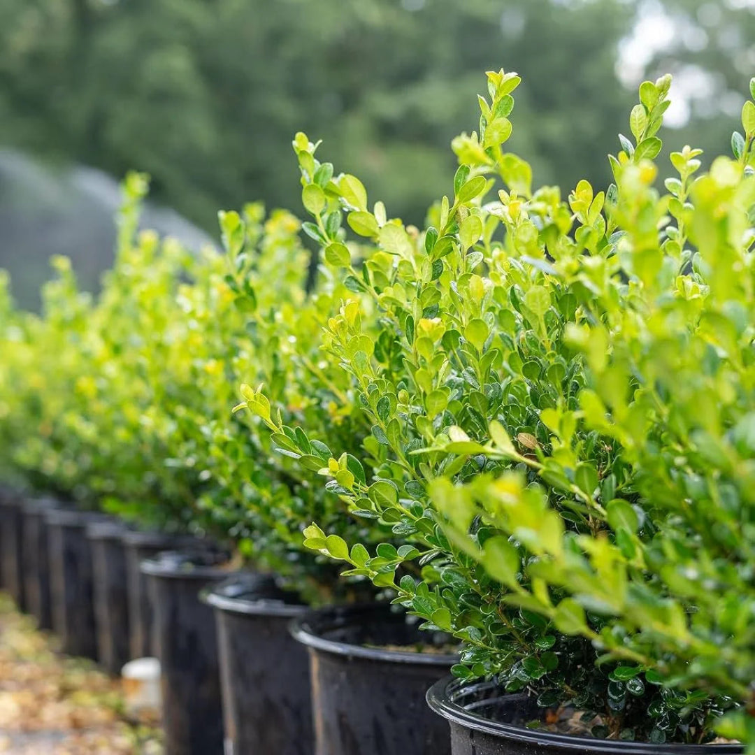 Winter Rocket Boxwood