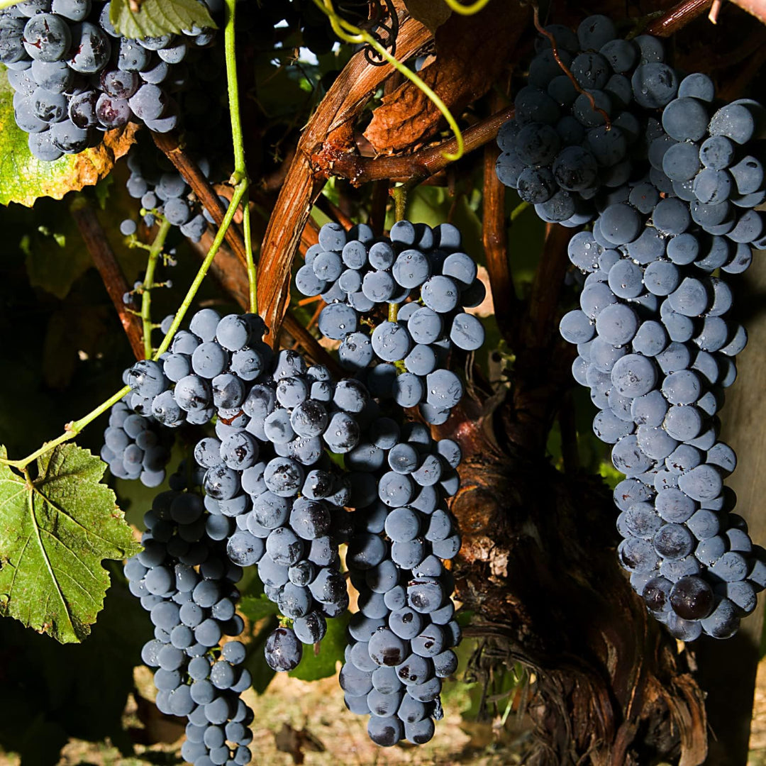 Venus Blue/Black Seedless Grape