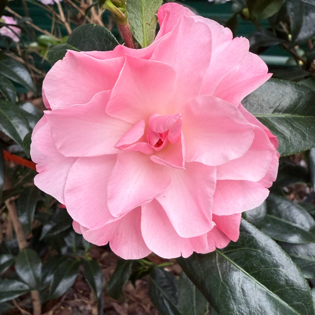 Buttons & Bows Camellia Japonica