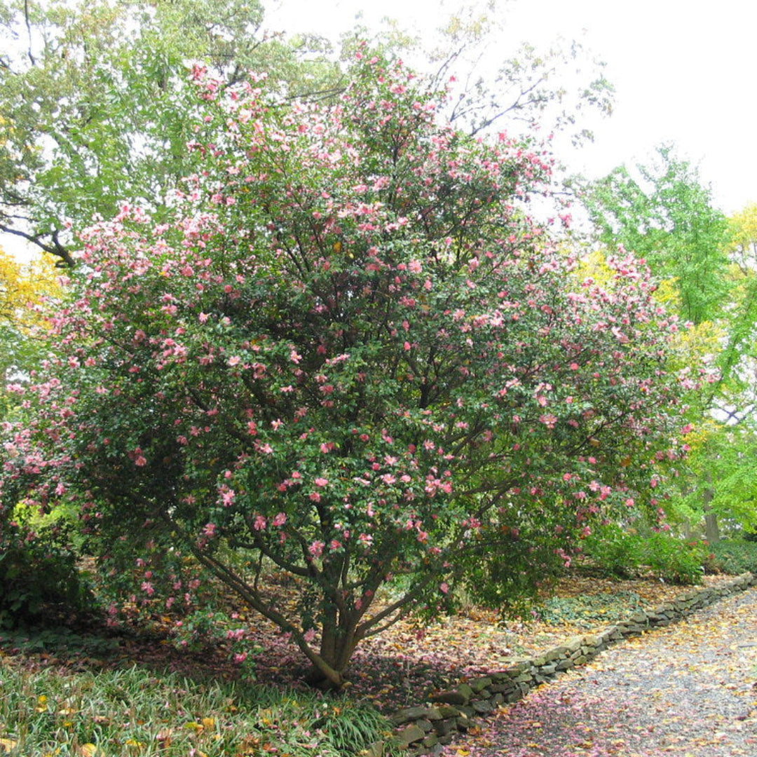 Agnes O. Solomon Camellia