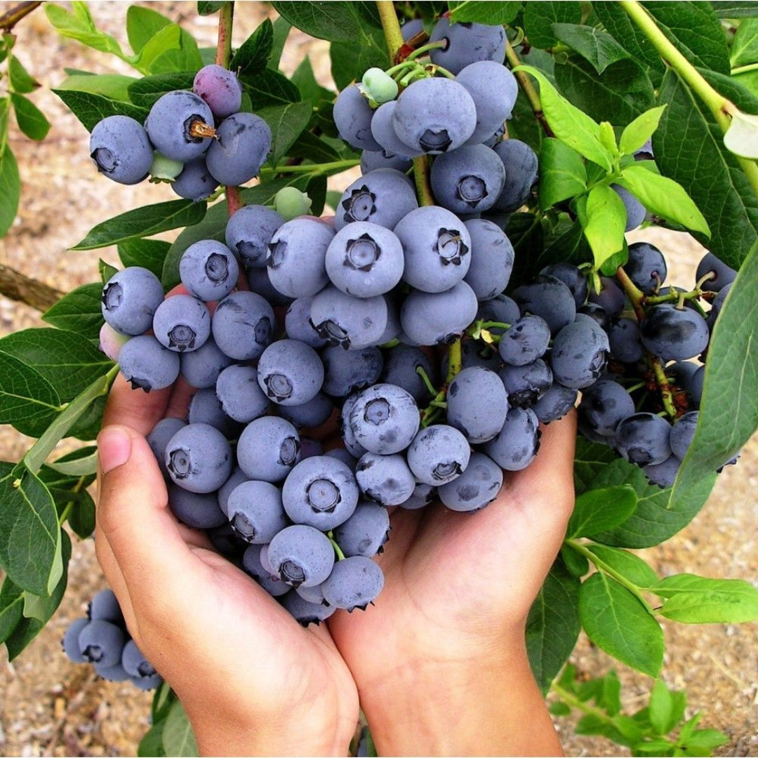 Duke Blueberry Bush -An Antioxidant Superfood