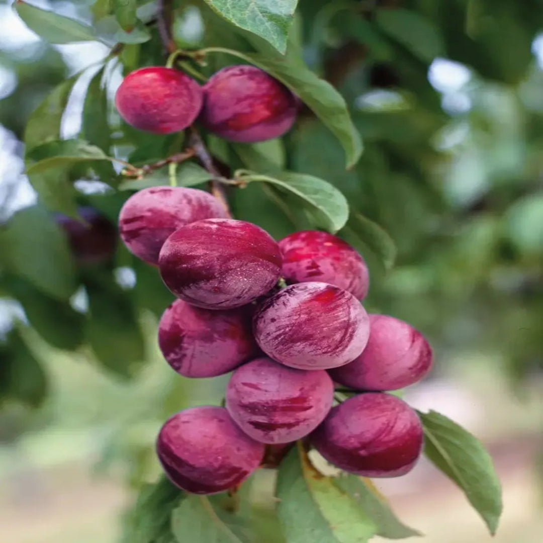 Ozark Premier Plum Tree