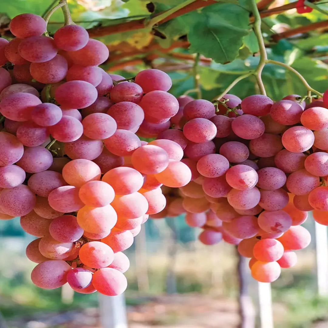 Einset Red Seedless Grape Vine