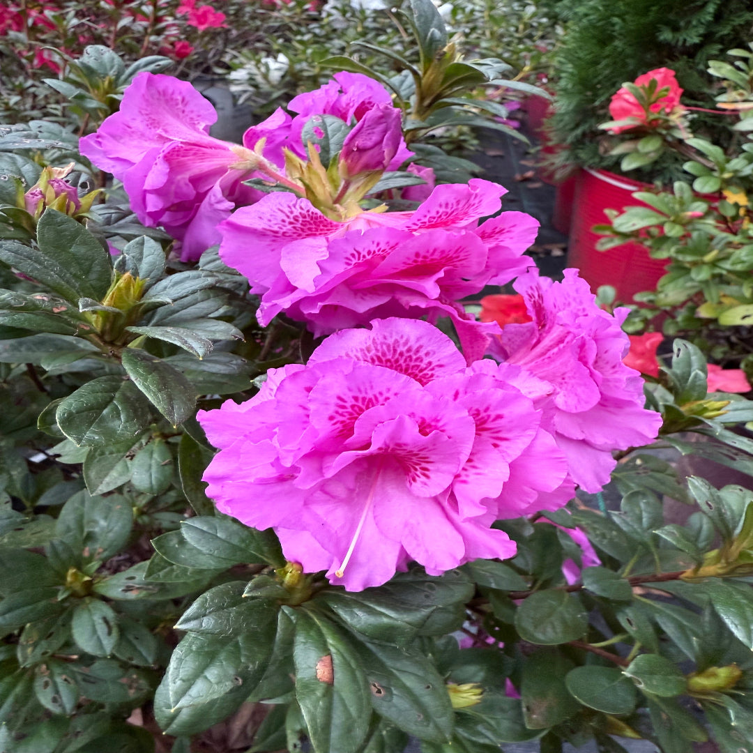 Majesty Encore Azalea