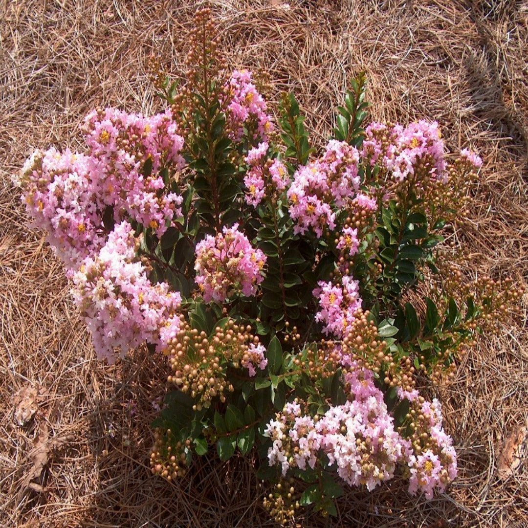 Dazzle Me Pink Crapemyrtle