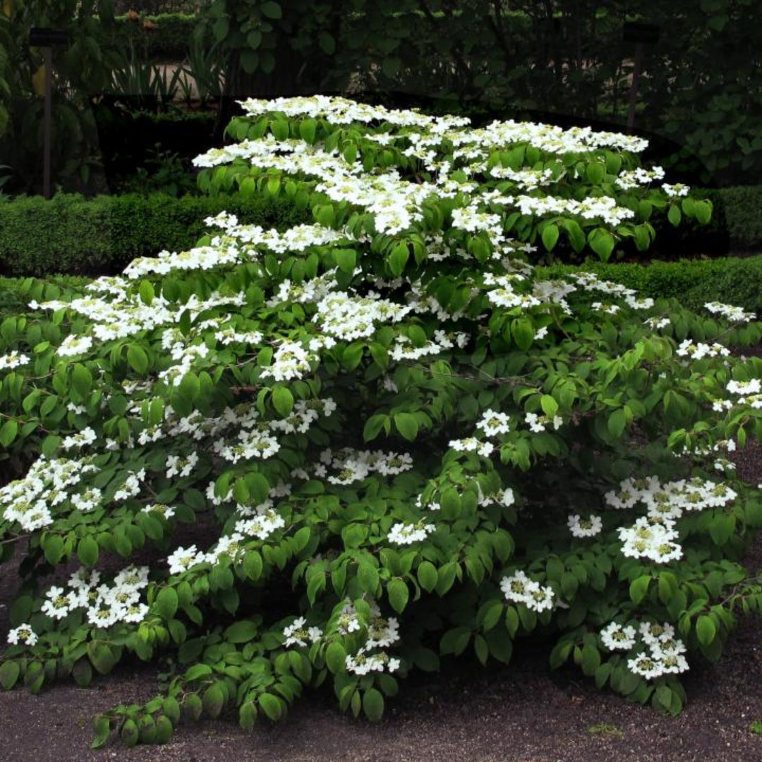 Mariesii Viburnum Shrub