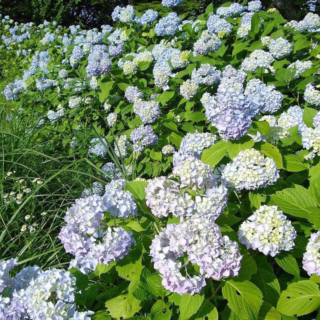 Dooley Hydrangea Macrophylla