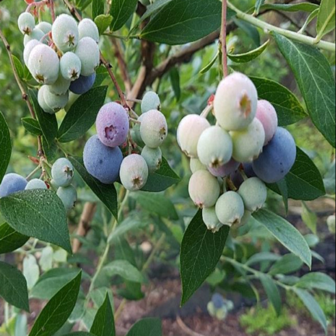 Vernon Blueberry Bush