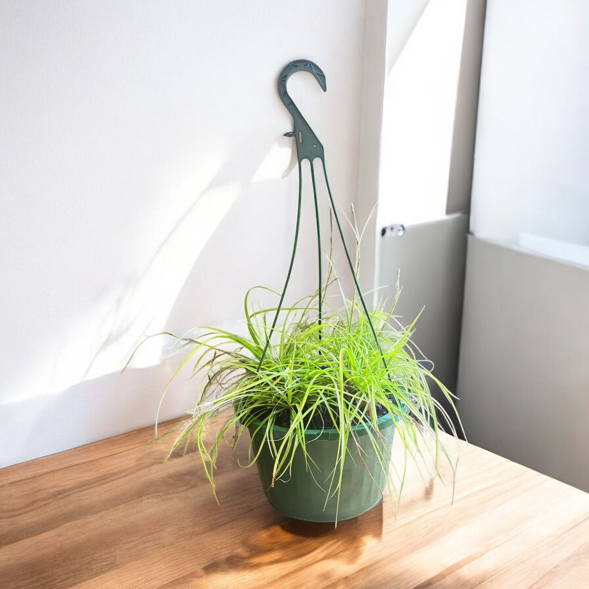 Evergold Carex Grass Hanging Basket (Live Indoor-Outdoor)