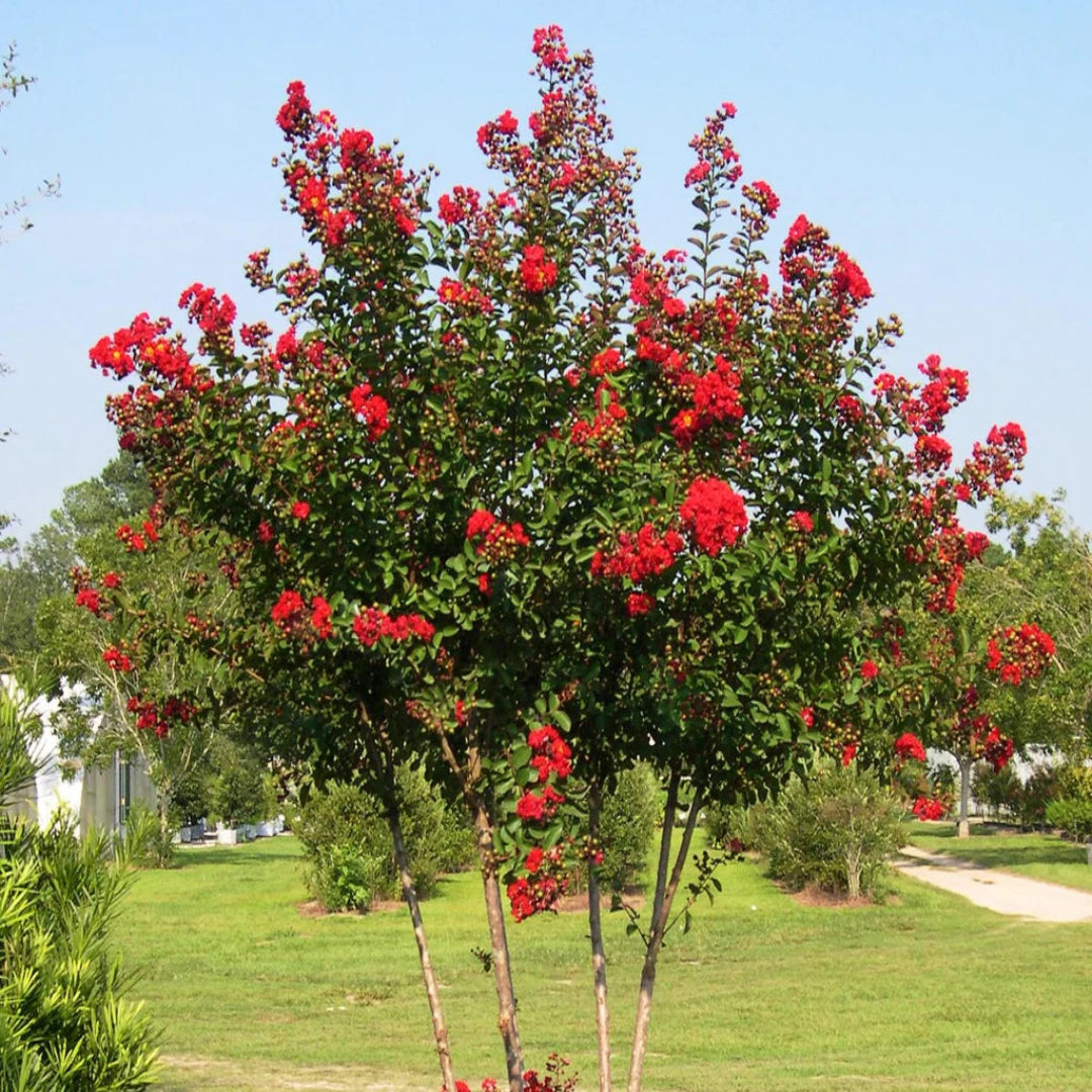 Tuscarora Red Crape Myrtle Tree Summer Blooms