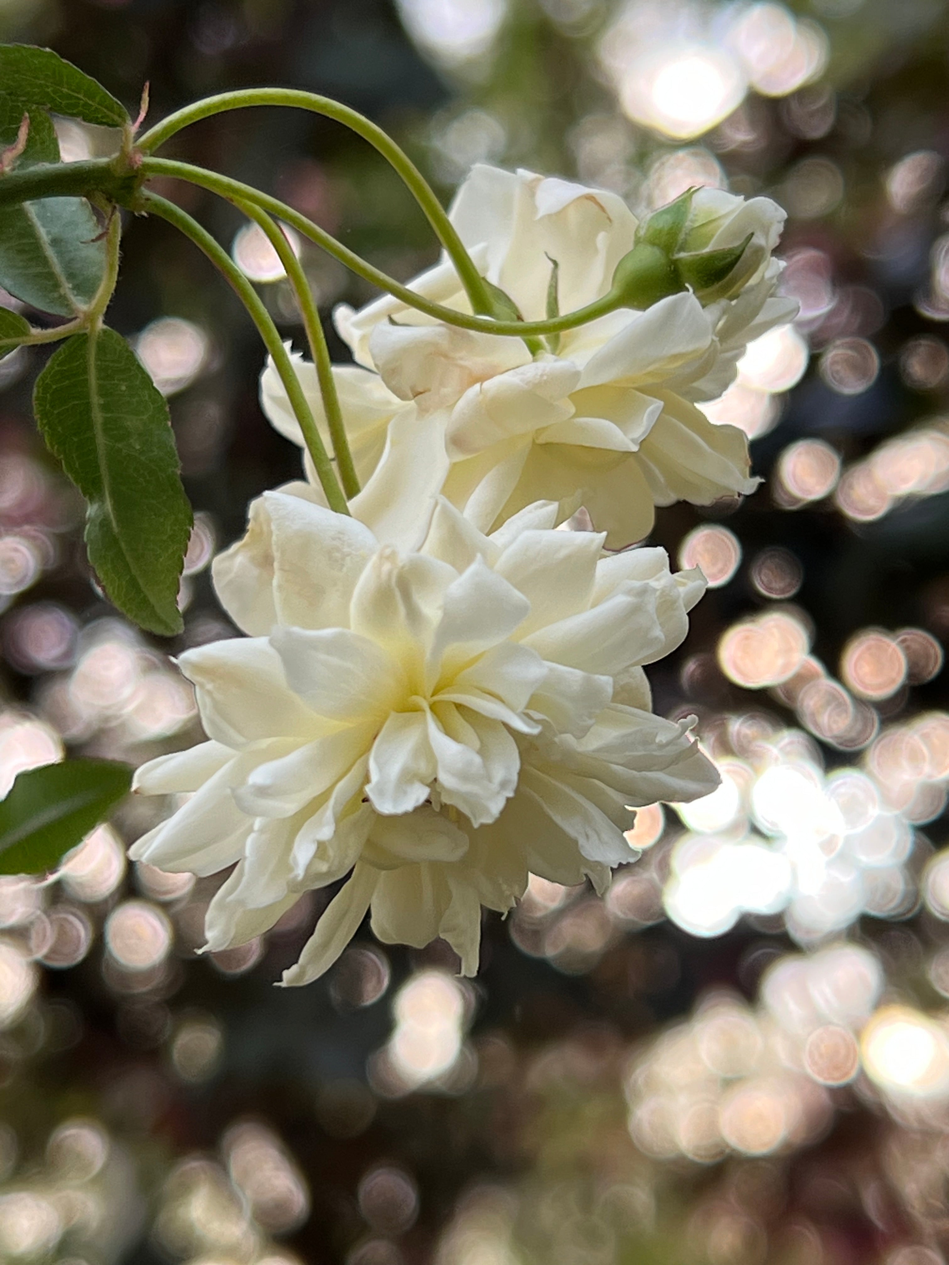 White Lady Banks Rose
