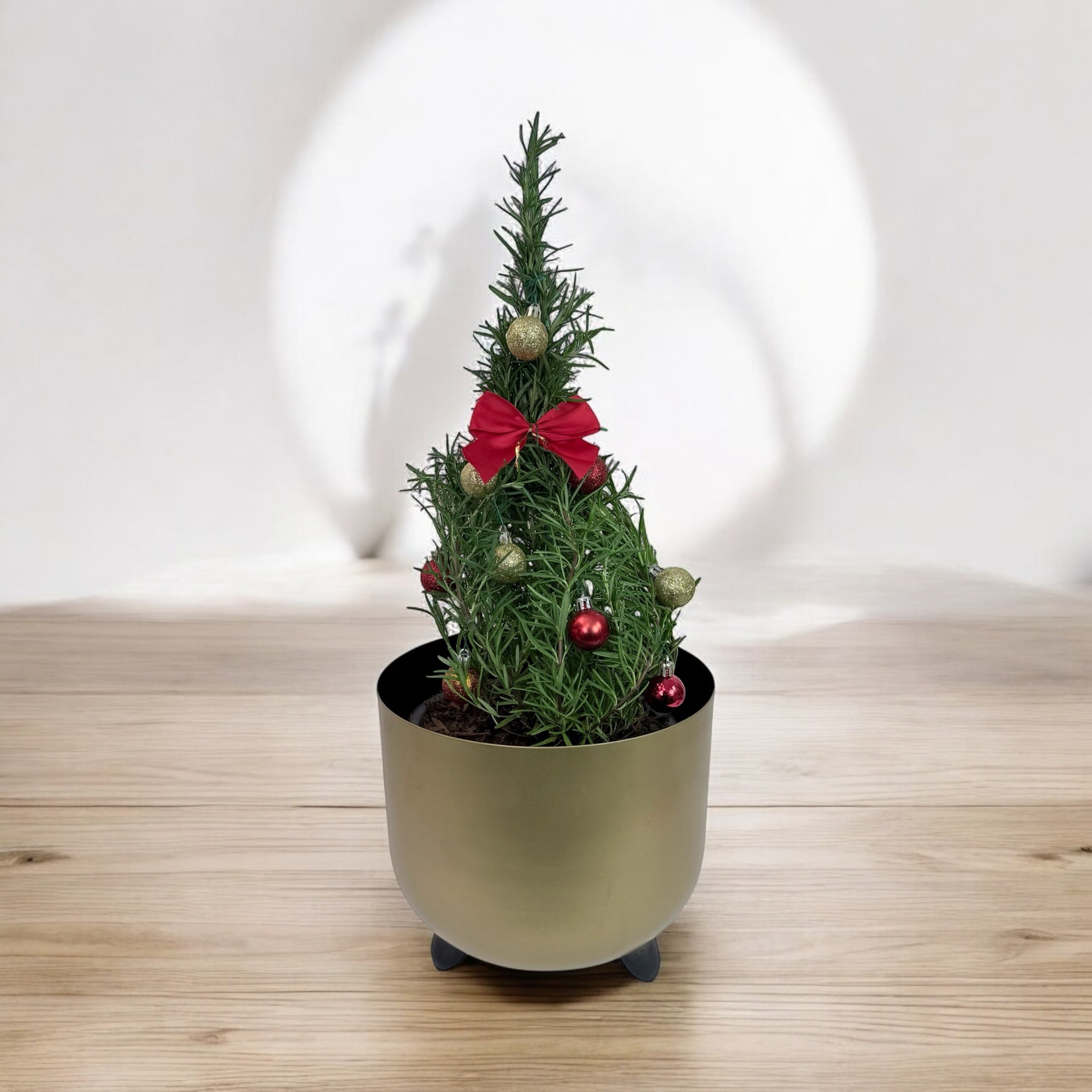 Athens Blue Rosemary