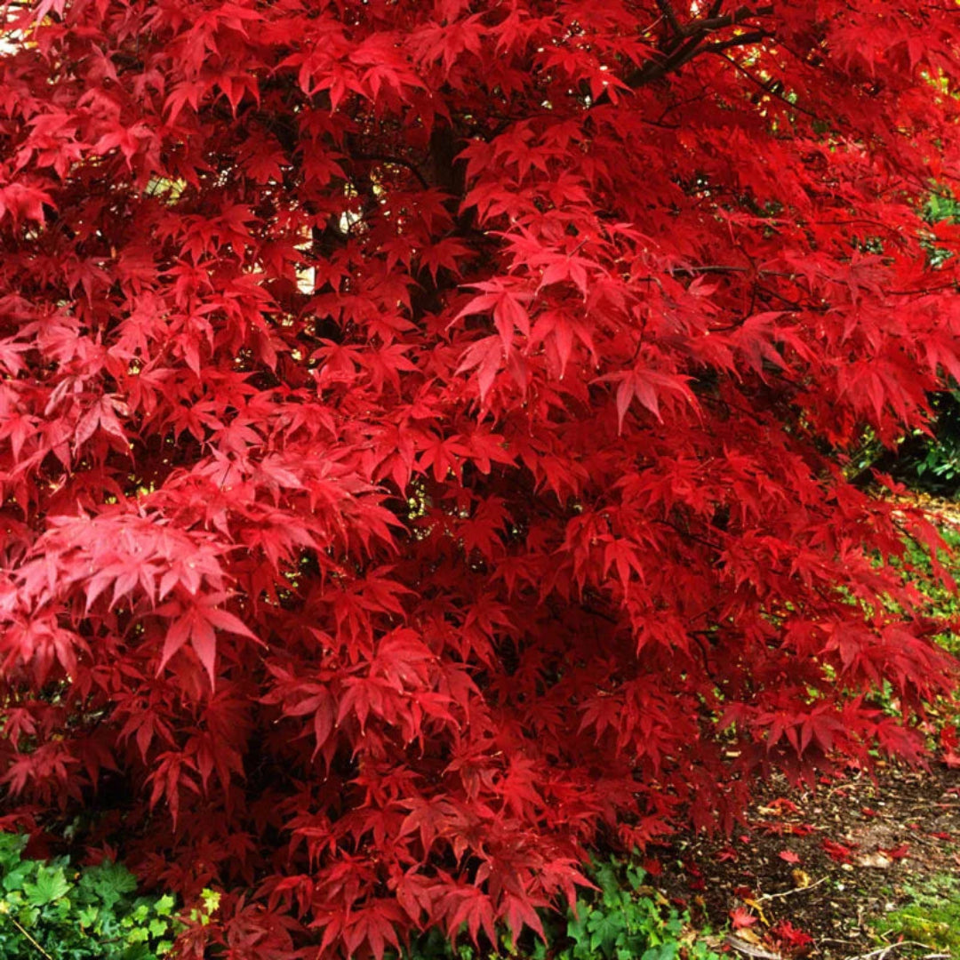 Red Foliage Maple Tree