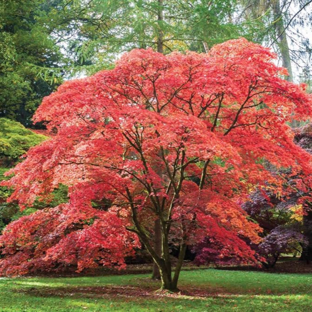 Red Japanese Maple