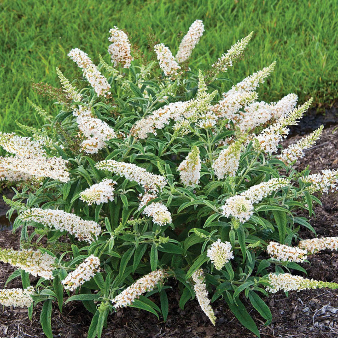 White Profusion Butterfly Bush