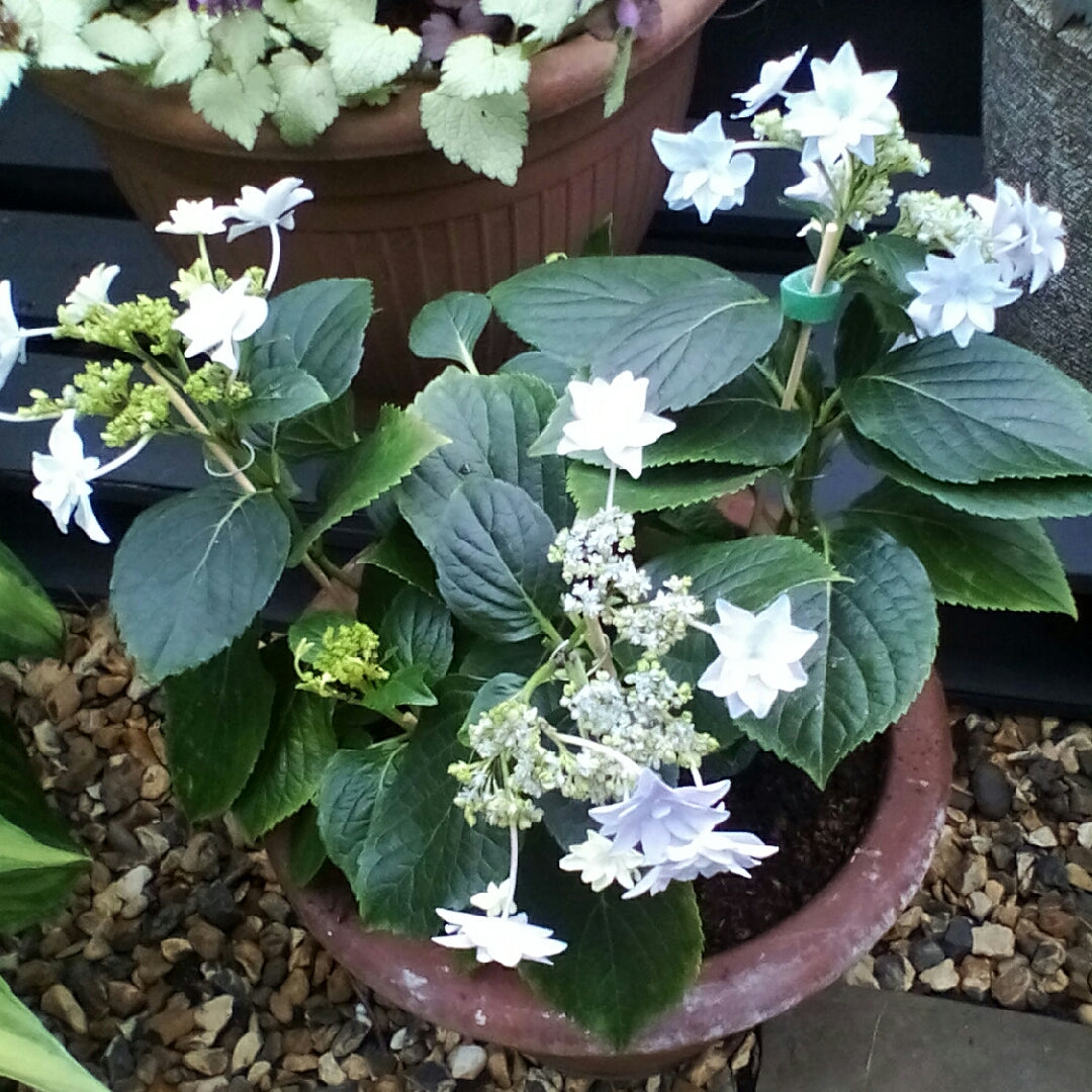 Hanabi Hydrangea