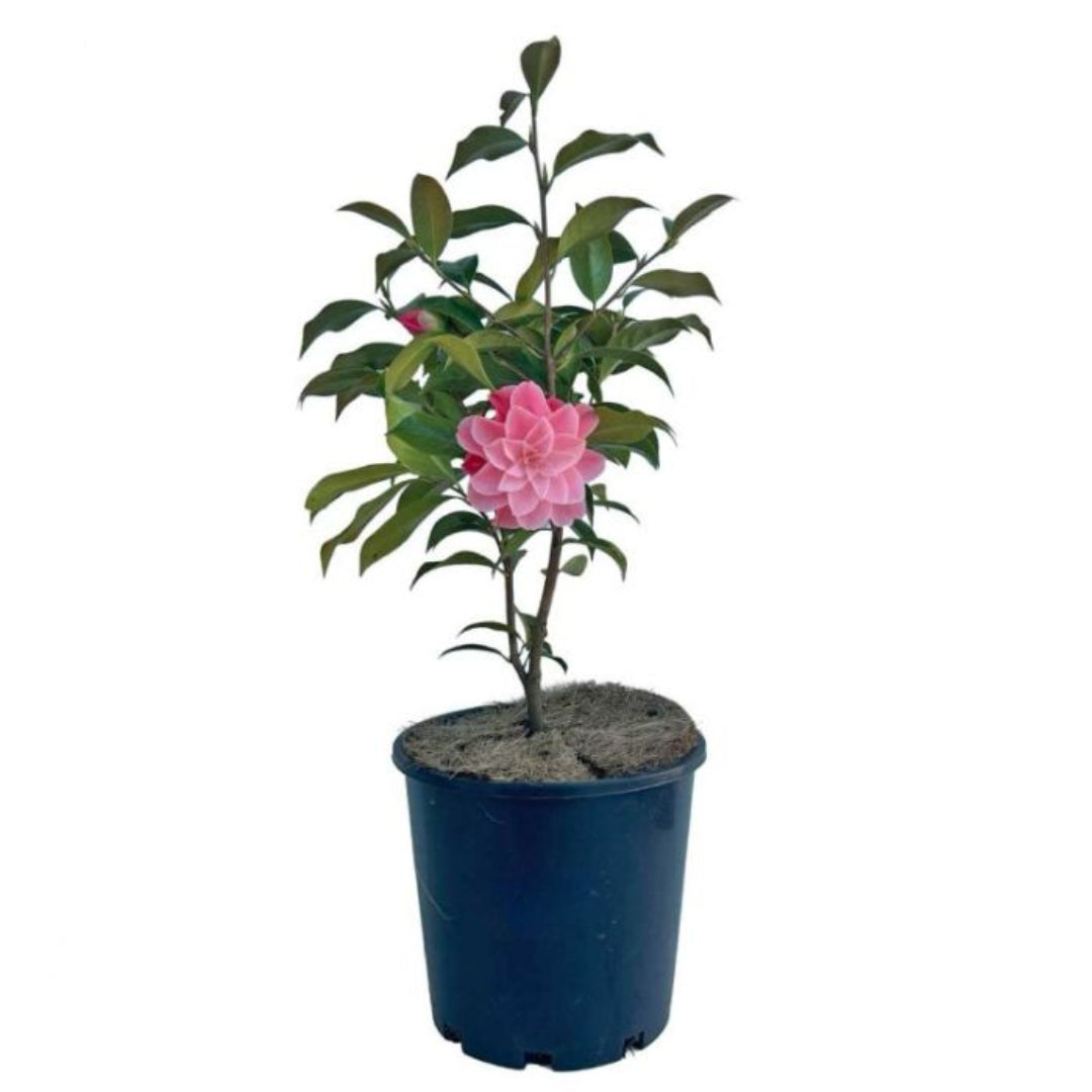 Buttons & Bows Camellia Japonica