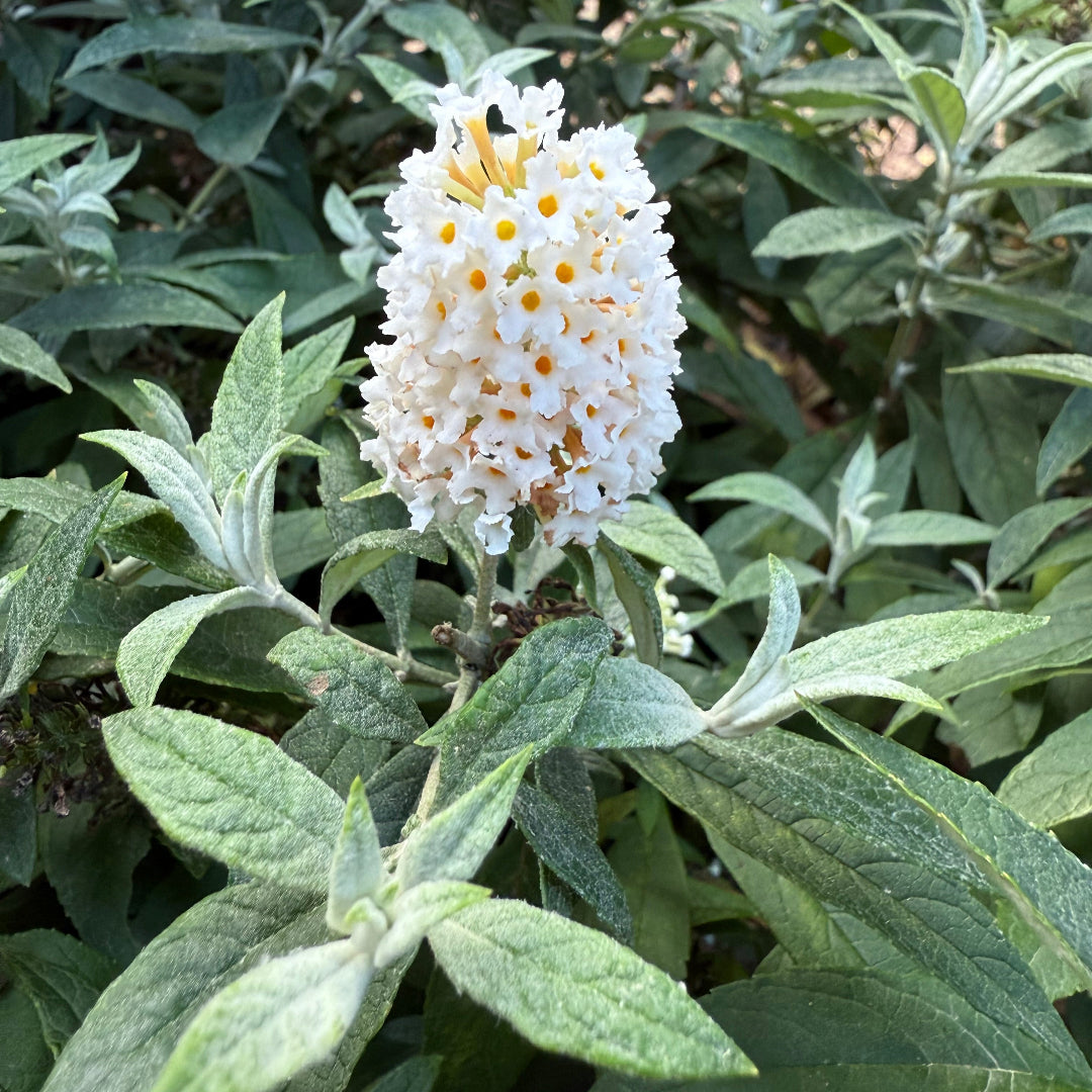 Dapper White Buddleia Butterfly Bush