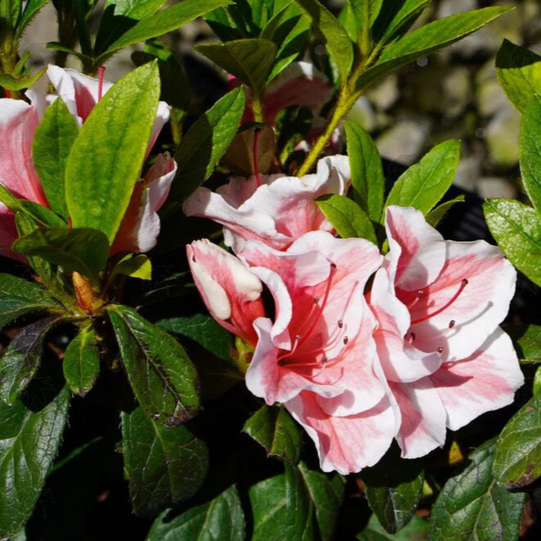 Autumn Starburts Encore Azalea
