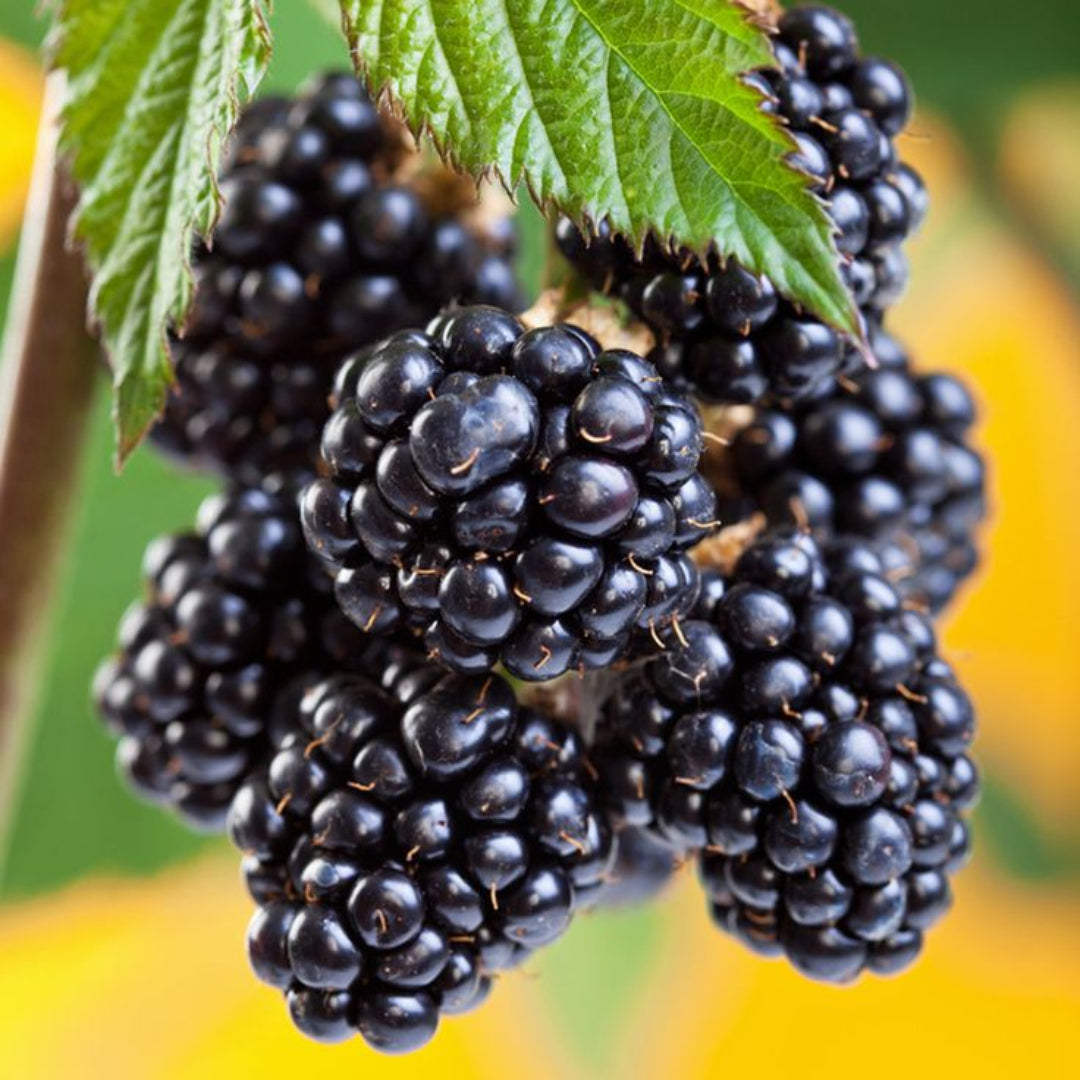 Chester Blackberry Productive Canes