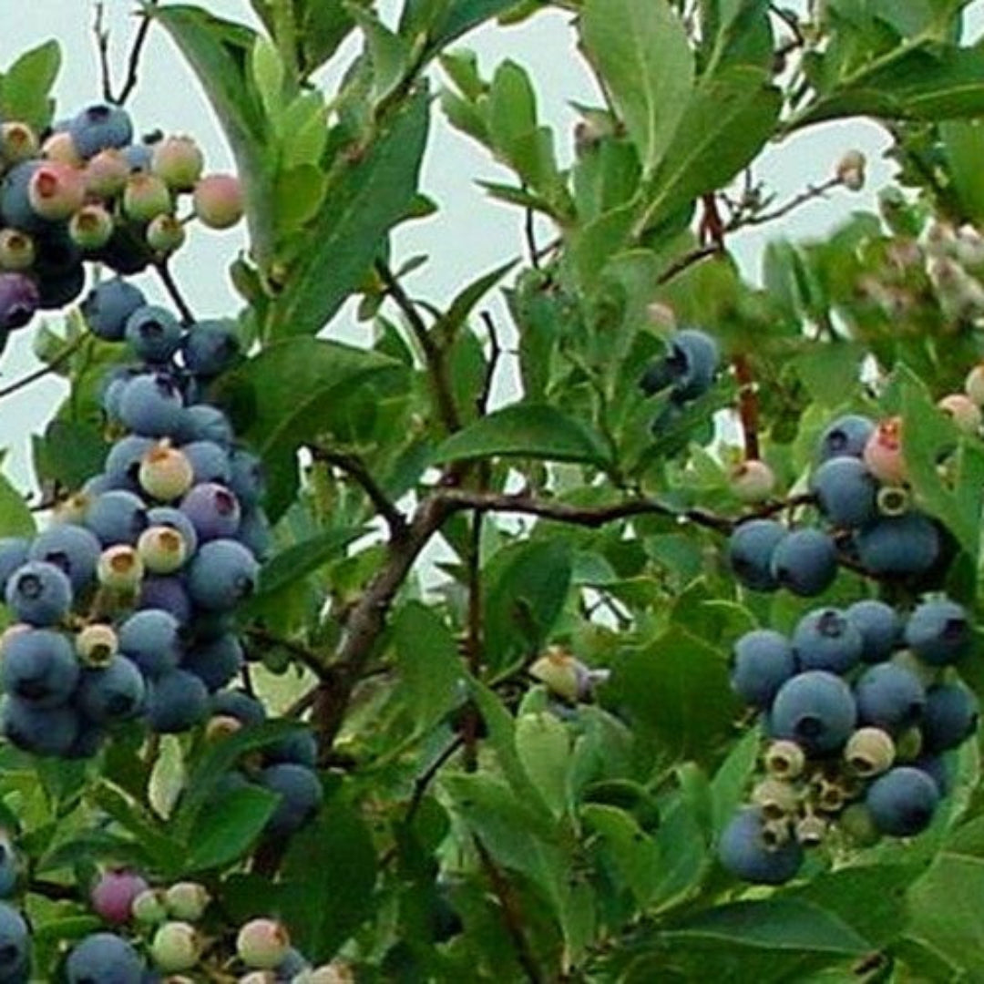 Ochlockonee Blueberry Bush