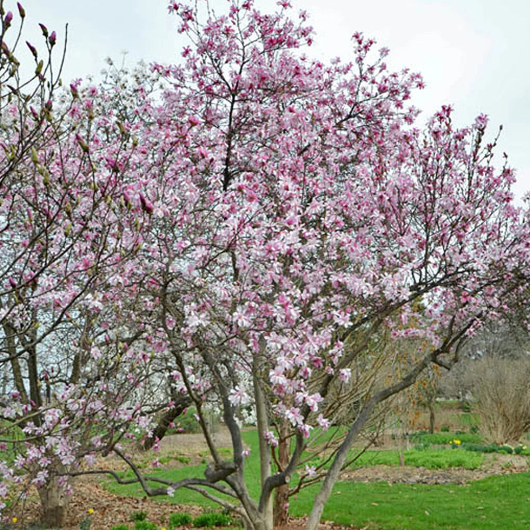 Waterlily Magnolia Tree