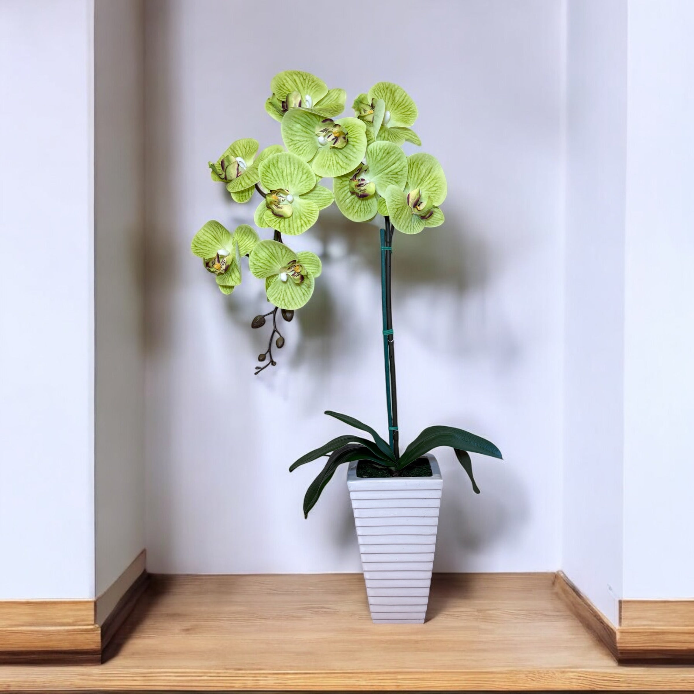 Stunning Orchid in Tall Ceramic Pot-Good Gift