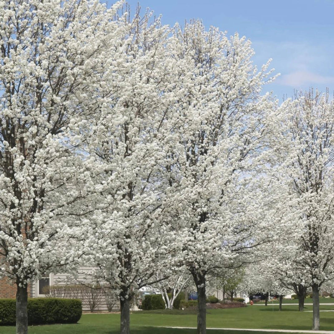Cleveland Pear Tree