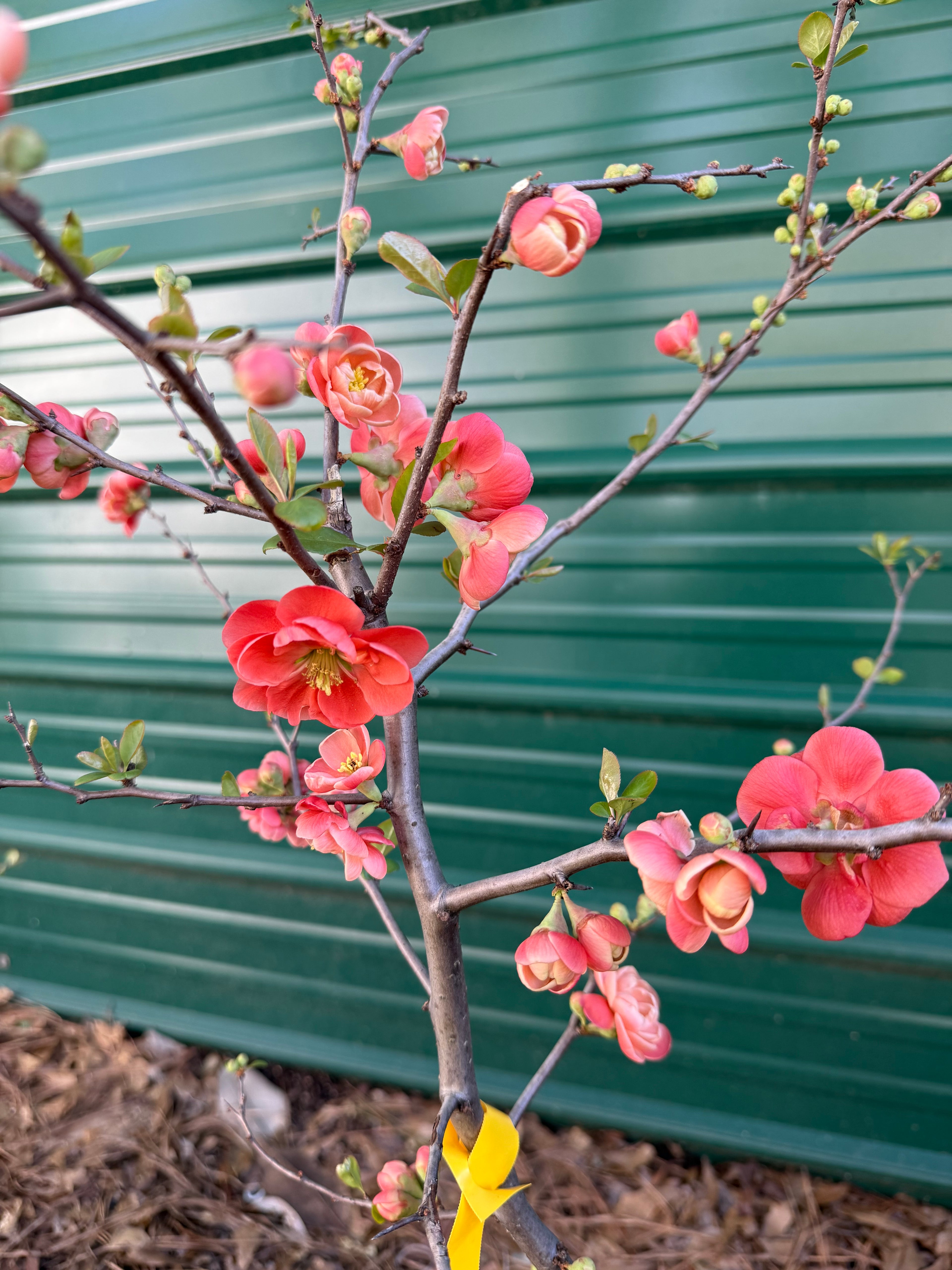 Chojuraku Flowering Quince