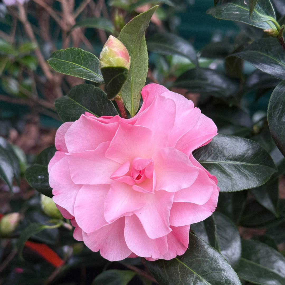 Buttons & Bows Camellia Japonica