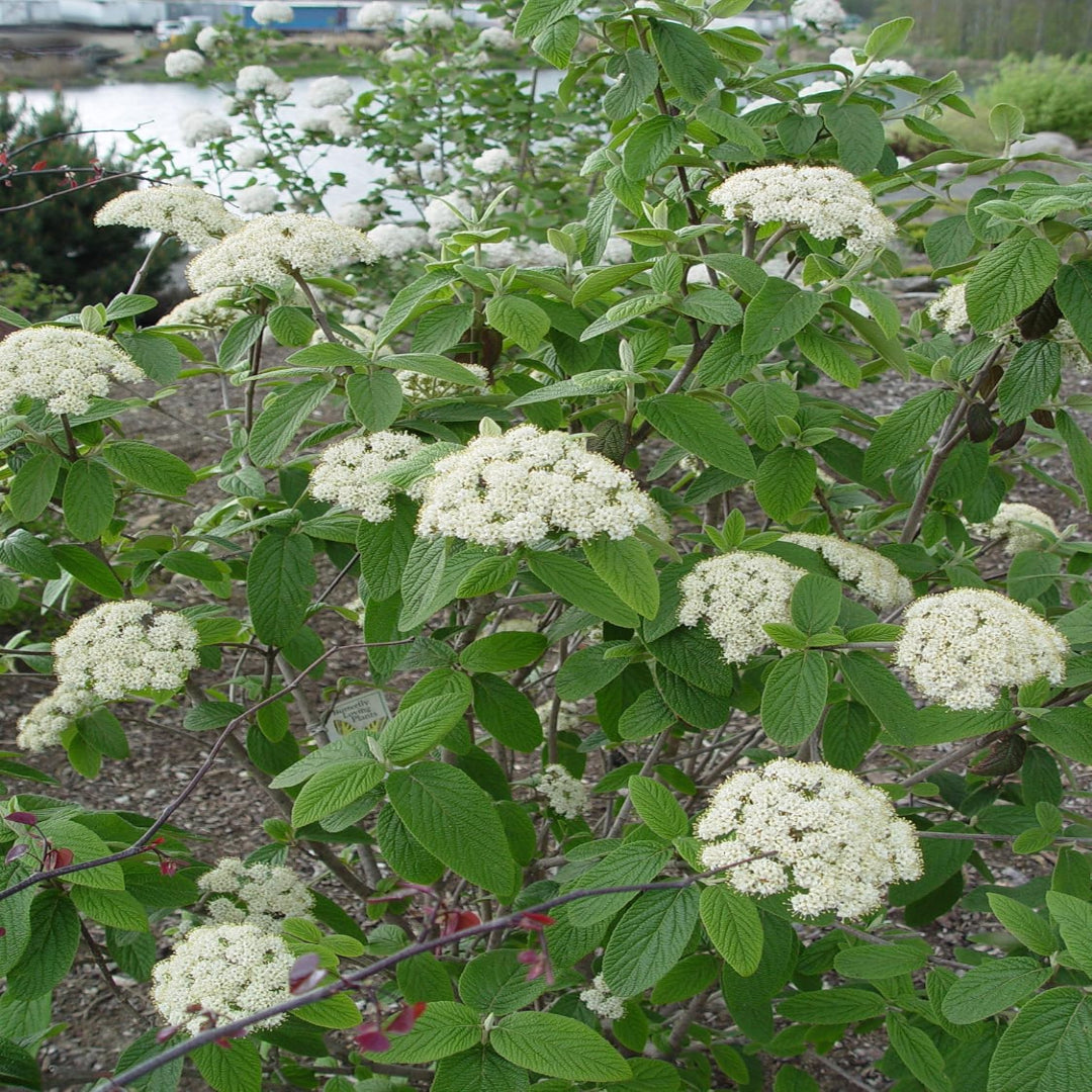 Pragense Viburnum Shrub