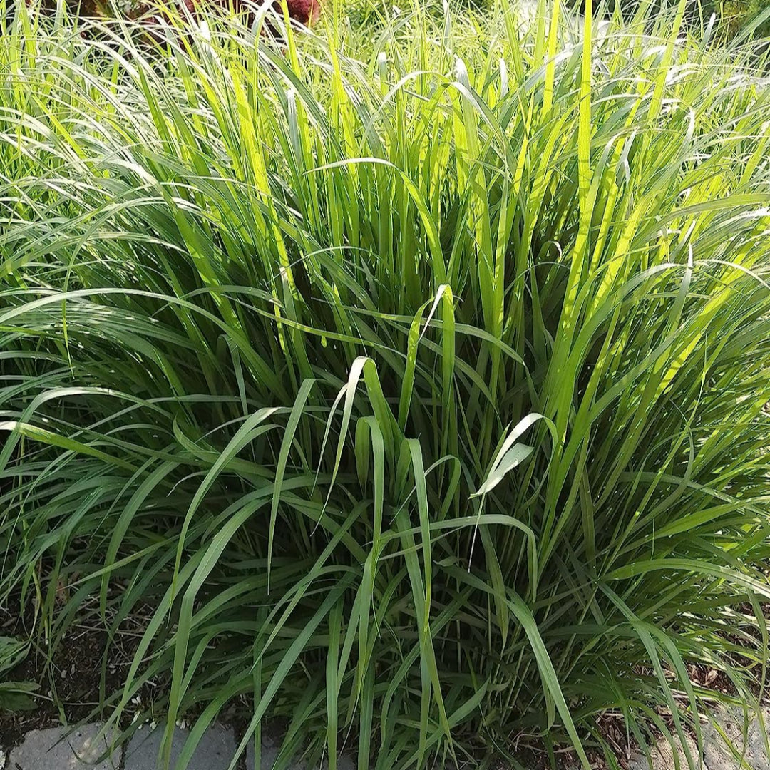 Switchgrass-Clump-Forming