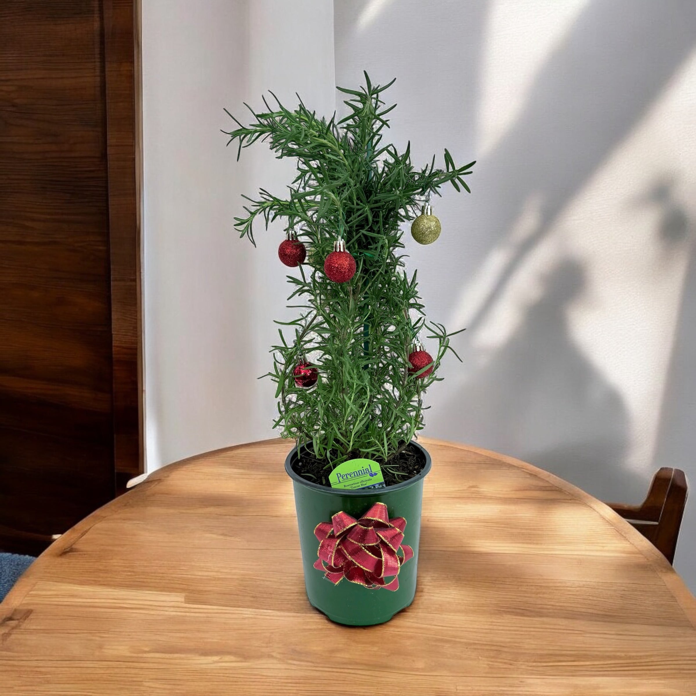 Athens Blue Rosemary