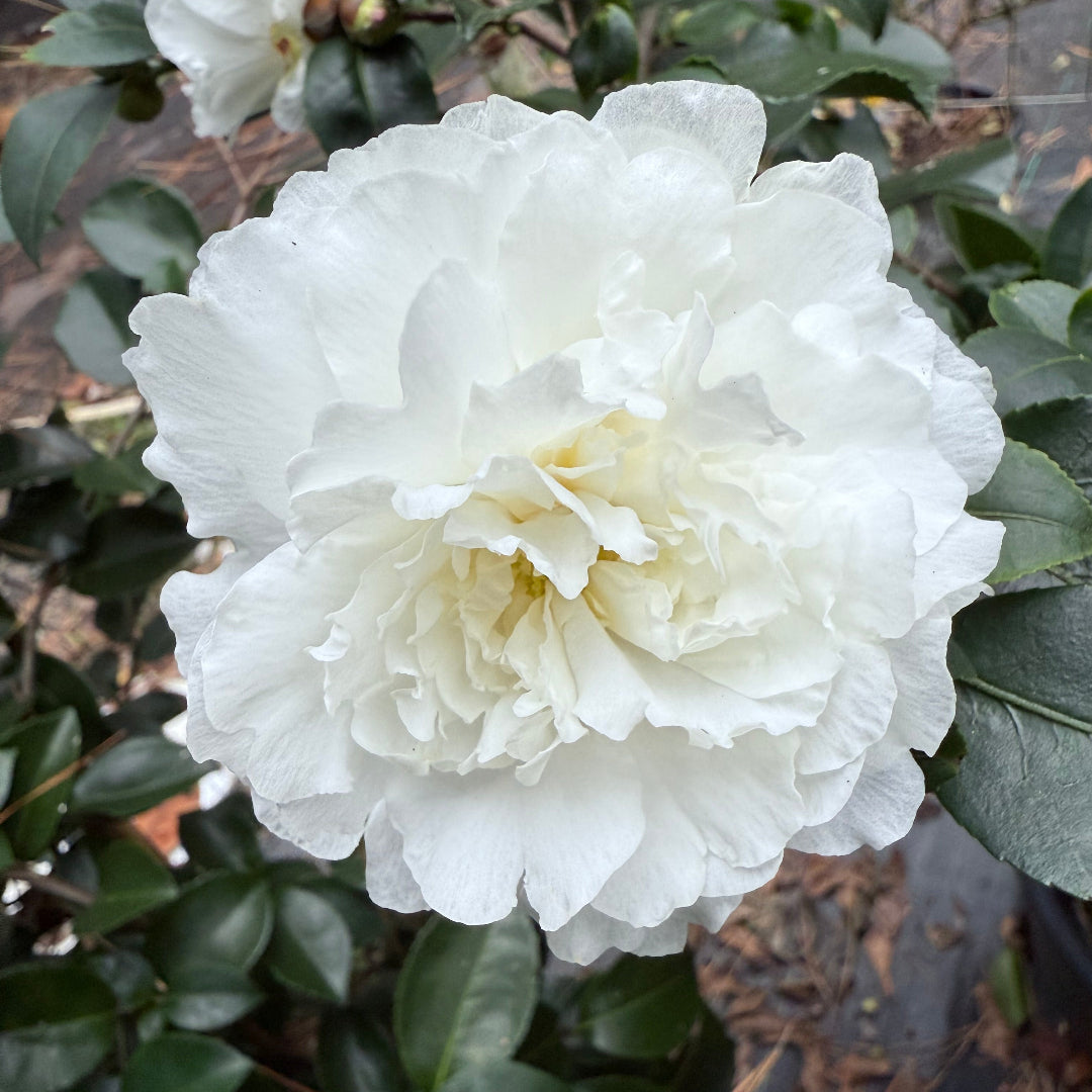October Magic Ivory Camellia