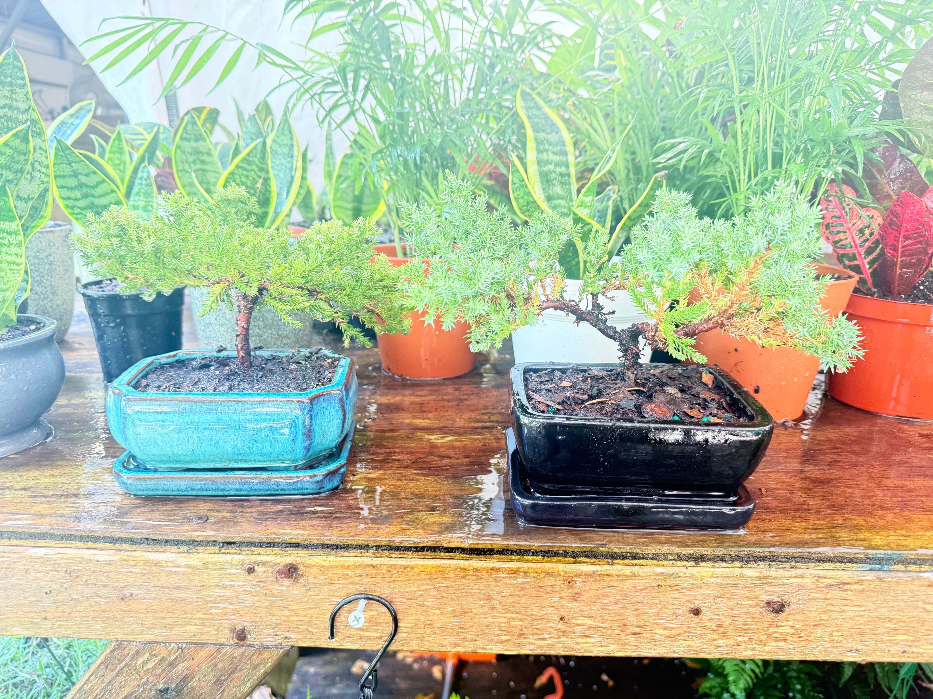Collection of potted plants on a wooden table with a blurred background