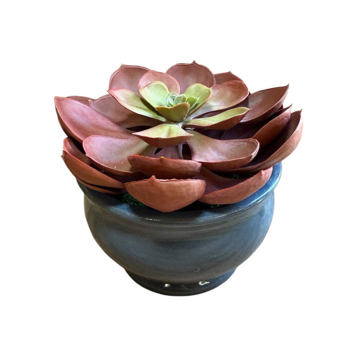 Faux echeveria succulent in decorative gray ceramic planter
