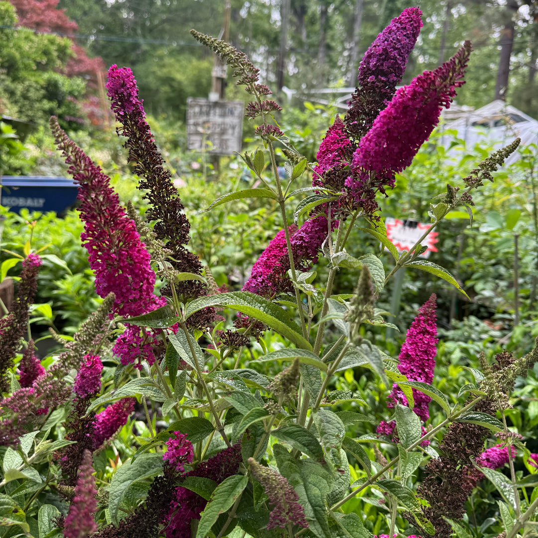 Miss Molly Butterfly Bush