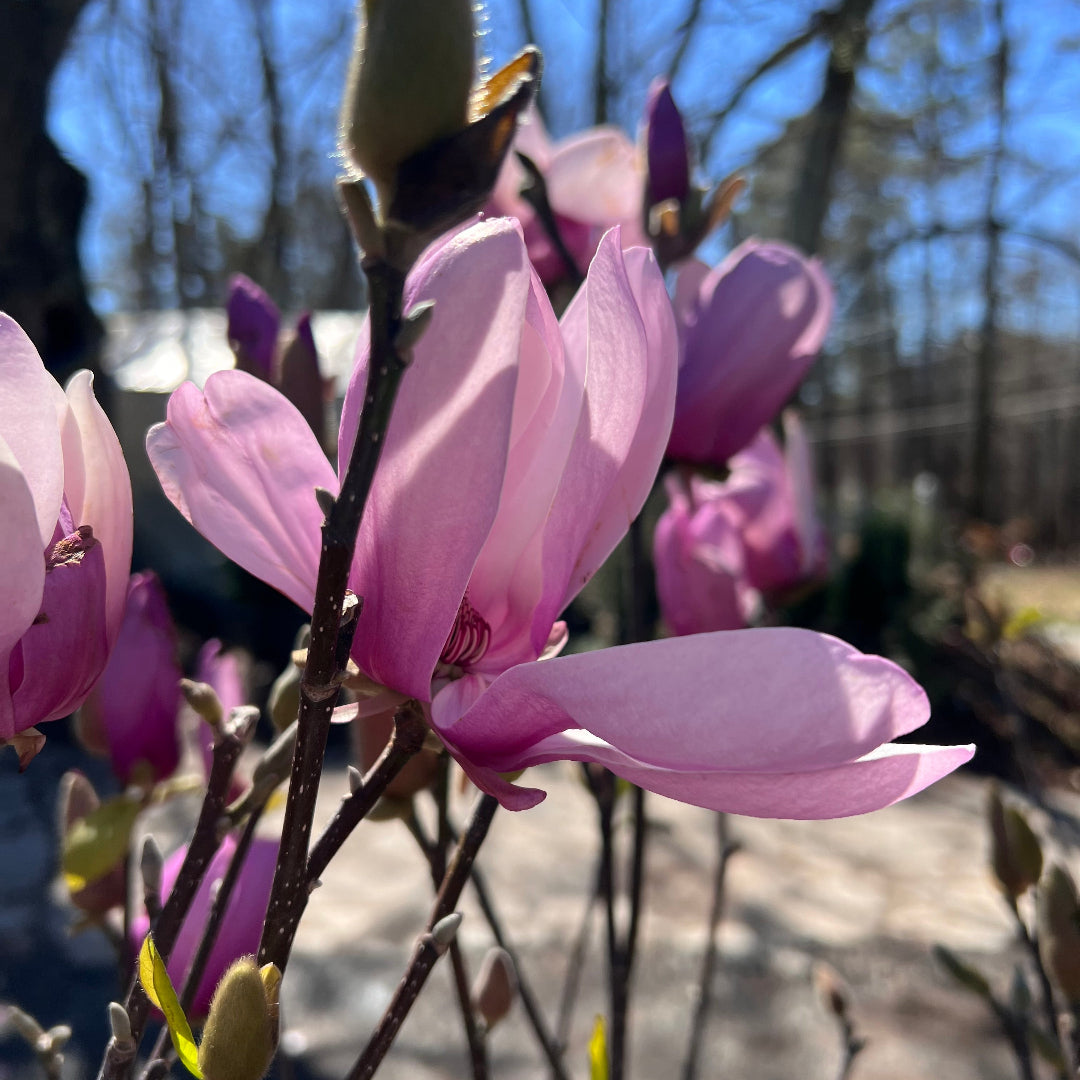 Purple Flowering Jane Magnolia in Backyard Setting