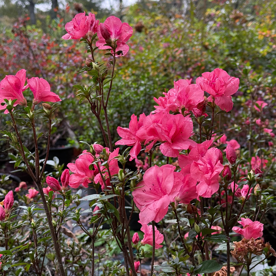 Echo Peachy Keen Azalea