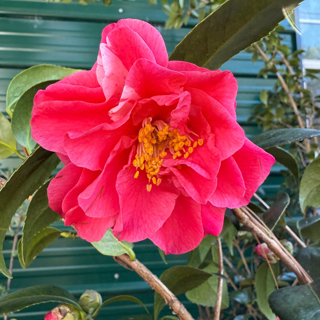 Lady Laura Camellia Japonica