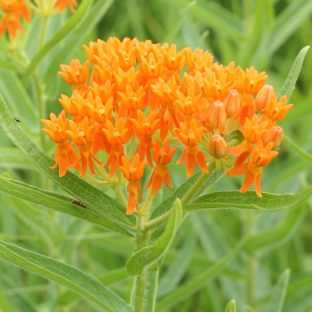 Butterfly Milkweed
