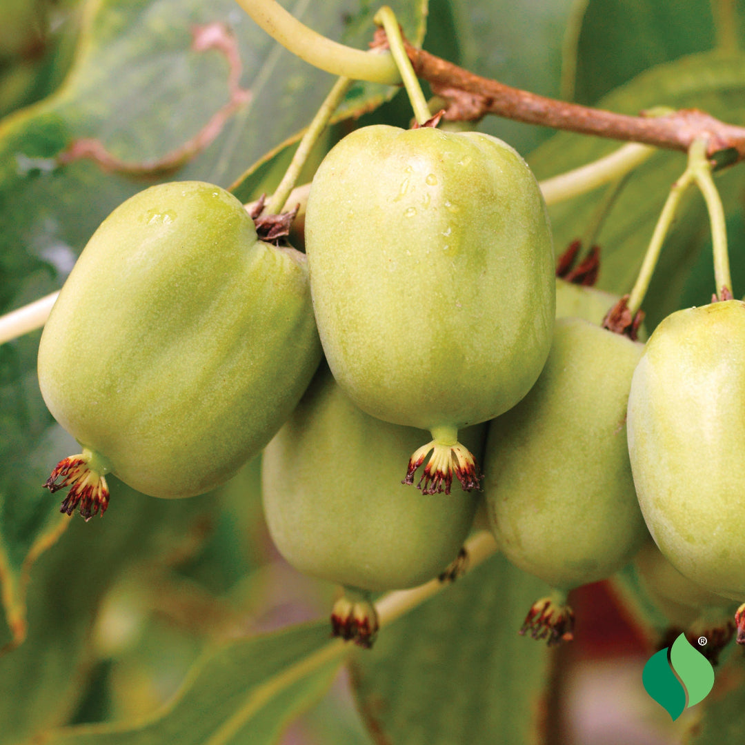 Issai Hardy Kiwi Vine