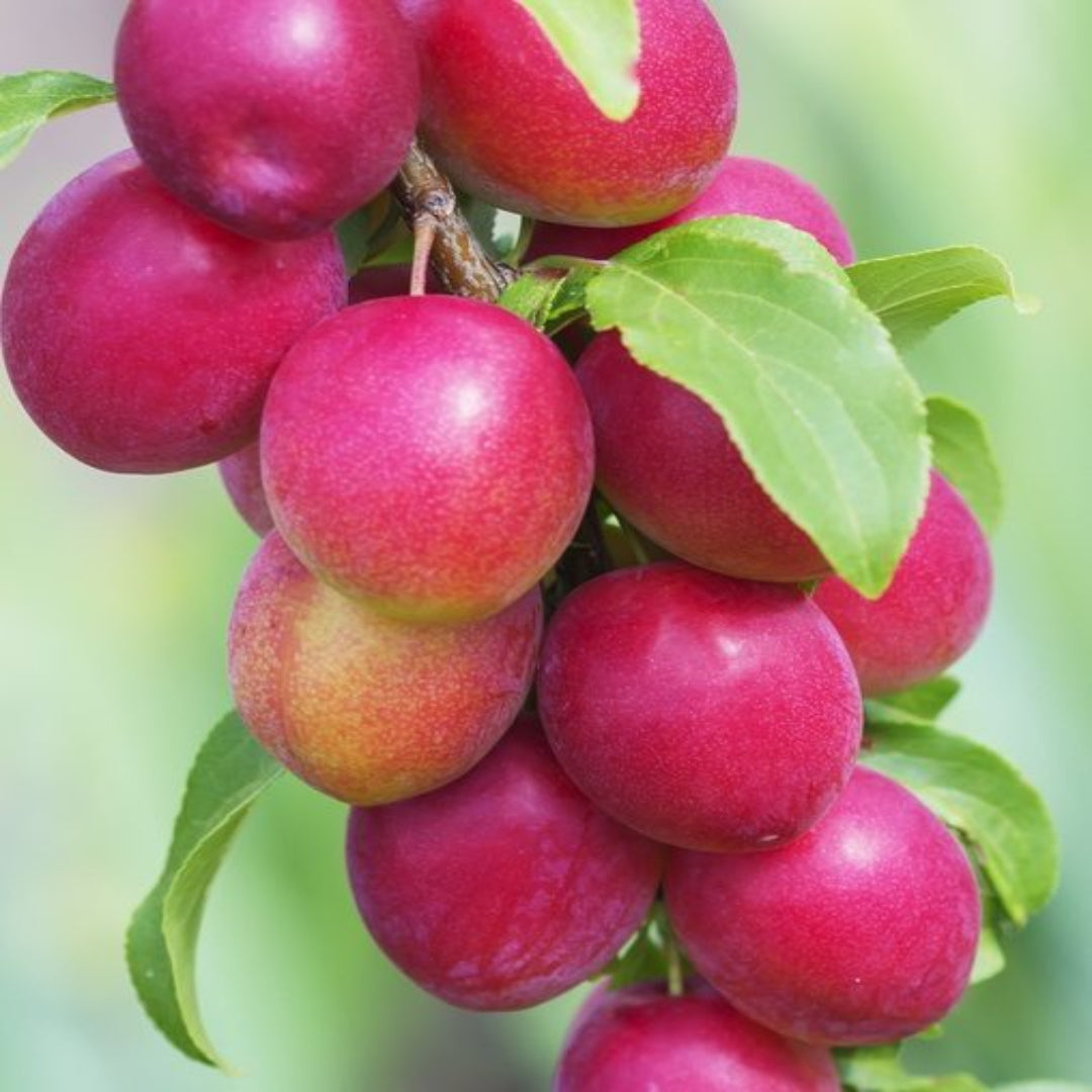 AU Rubrum Plum Tree