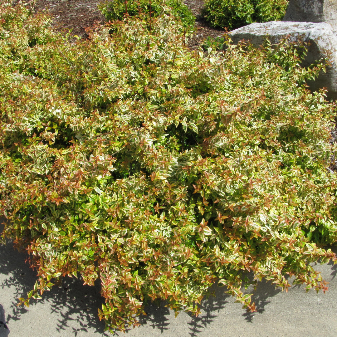 Variegated Abelia Kaleidoscope garden shrub