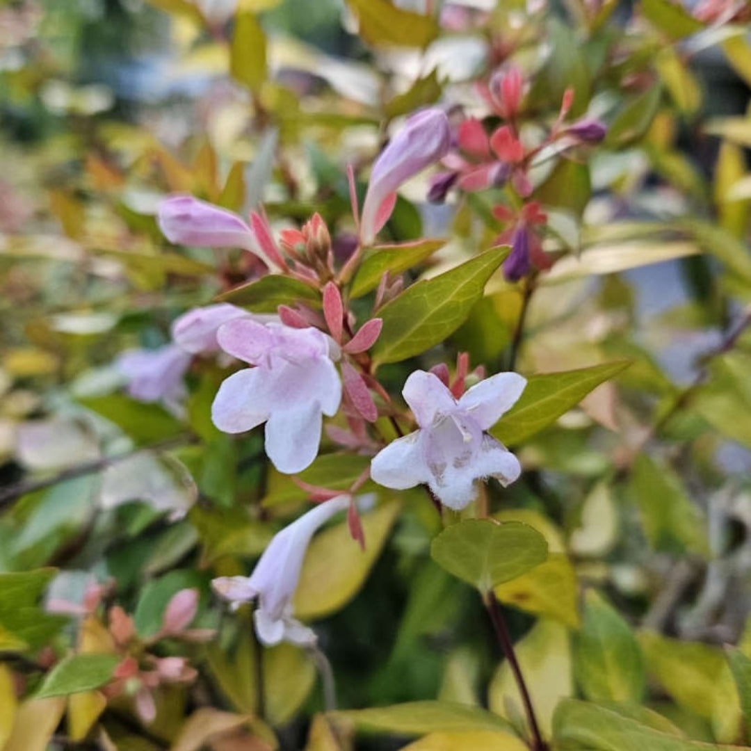 Abelia Grandiflora-Francis Mason