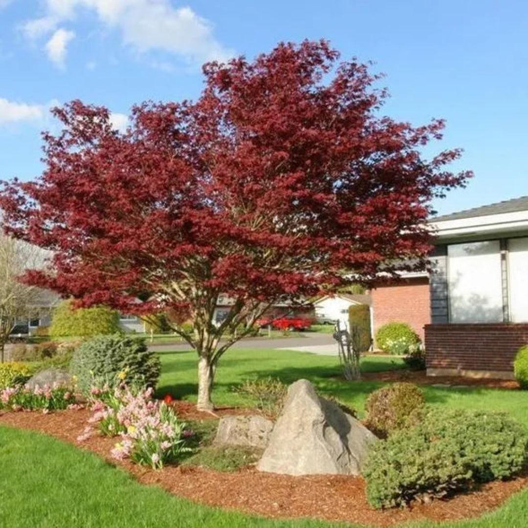 Red Dragon Japanese Maple